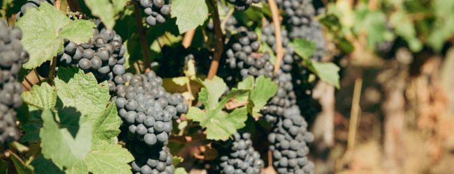 A vineyard with ripe, dark grapes hanging from the vines, surrounded by green leaves and bathed in sunlight.