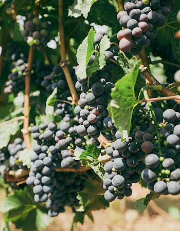 A bunch of green and dark grapes hanging on a vine in a sunlit vineyard, ready for harvest.