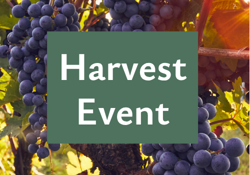 A vineyard scene with ripe purple grapes and a green sign reading &ldquo;Harvest Event.&rdquo;