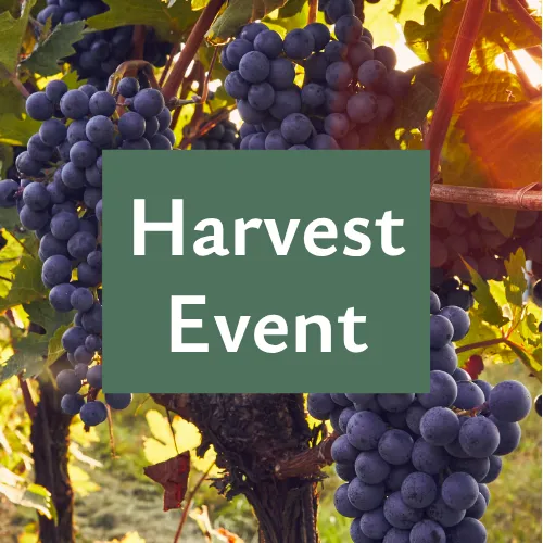 Grapes on a vine with a &ldquo;Harvest Event&rdquo; sign in the center, celebrating the harvest season.